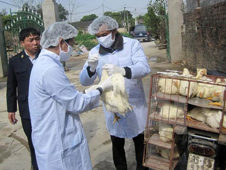 Cán bộ thú y tiêm vắcxin phòng dịch cúm H5N1 cho đàn gia cầm.